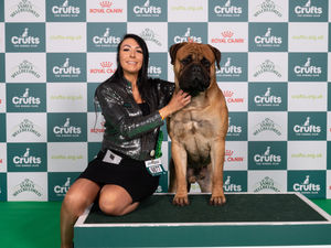 Supporting image for story: Telford dog owner grabs glory at Crufts with Bullmastiff Ron