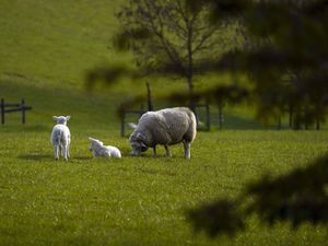 A sheep with some lambs in a field