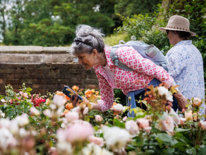 Supporting image for story: Rare open garden at home of celebrated rose grower raises £10,000