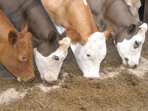 Supporting image for story: Shropshire farmers urged to sign up for national awards 