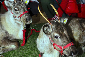 Supporting image for story: Reindeer visit Sandwell farm for first time