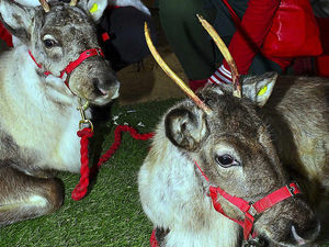 Supporting image for story: Reindeer visit Sandwell farm for first time