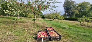 Crates of apples being filled at Wightwick Manor. Photo: National Trust