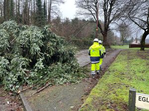 Supporting image for story: ‘Apocalyptic’ damage inflicted on forest parks by Storm Eowyn – Muir