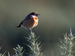 Supporting image for story: Winter Birds