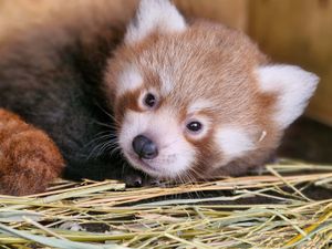 Supporting image for story: Public asked to help name endangered red panda cub born at zoo