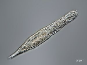 Supporting image for story: Tiny creatures recovered from permafrost found to be 24,000-years-old – study