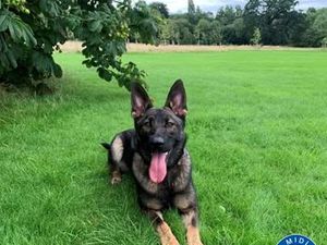 Supporting image for story: 'Pawsome' work as police dogs to help detain suspected burglars and car thieves during night duty