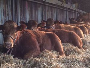 Supporting image for story: New breed classes at Shropshire County Show
