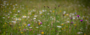 Supporting image for story: Rhayader meadow stroll to learn how to manage special scientific sites