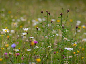 Supporting image for story: Rhayader meadow stroll to learn how to manage special scientific sites