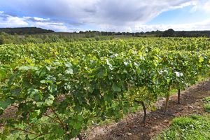 Halfpenny Green Wine Estate