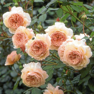 A Shropshire Lad by David Austin Roses