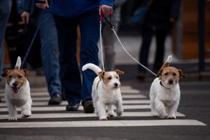Jack Russell Terrier dogs arrive at the Birmingham National Exhibition Centre (NEC) for the final day of the Crufts Dog Show. PA Photo. Issue date: Sunday March 8, 2020. See PA story ANIMALS Crufts. Photo credit should read: Jacob King/PA Wire.