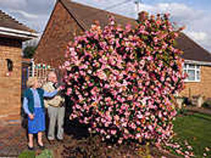 Supporting image for story: Flower power turns heads
