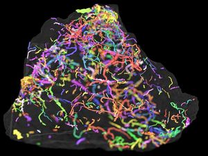 Supporting image for story: Traces of life suggest earlier existence of complex animals, scientists say