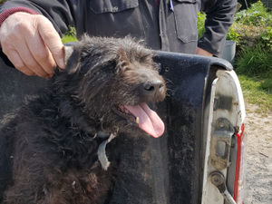 Supporting image for story: 'What sort of person does that?' Dog attacked as thieves strike at Shropshire farm