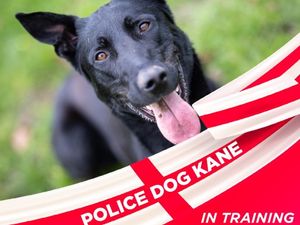 Supporting image for story: 'Just like Harry': PD Kane takes the lead at police dog unit during World Cup