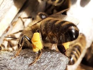 One of Brian Roberts' bee photos