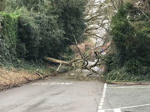 Supporting image for story: Blistering winds blow large tree across Wolverhampton road