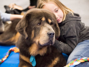 Supporting image for story: Chance to rehome feathered and furry friends at National Pet Show in Birmingham