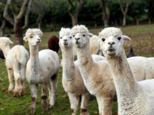 Supporting image for story: Antibodies found in alpacas ‘may prevent Covid-19 infection in humans’