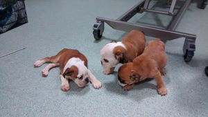 The three English Bulldog puppies