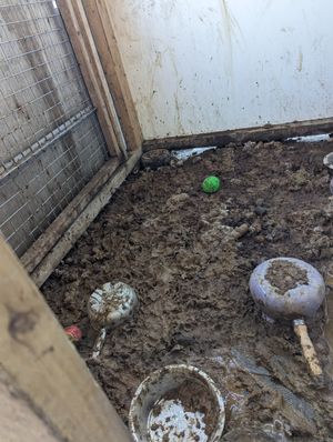 One of the pens in which the dogs were kept