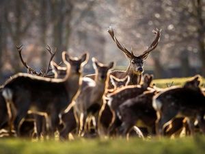 Supporting image for story: Motorists urged to beware of migrating deer