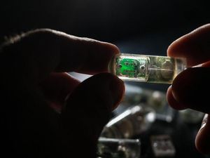 Supporting image for story: This edible sensor can detect gut diseases and send information to your phone