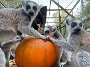 Supporting image for story: It's 'Hoo-lloween' as Telford zoo's animals enjoy chomping down on pumpkins