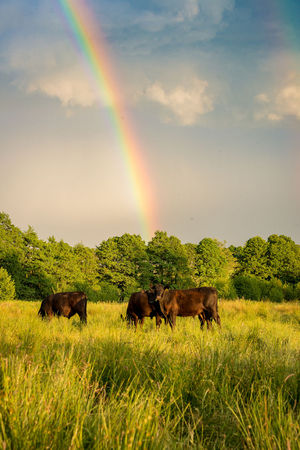Fordhall Farm in Market Drayton