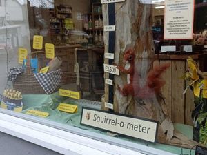 Supporting image for story: Eco shop returns a red squirrel to Bridgnorth in fundraising window display