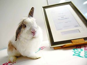 Supporting image for story: Roary the rabbit is pure therapy