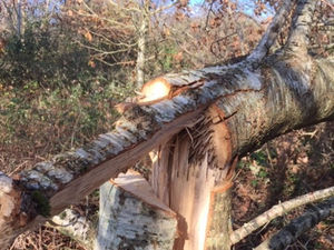 Supporting image for story: Oak tree destroyed by vandals