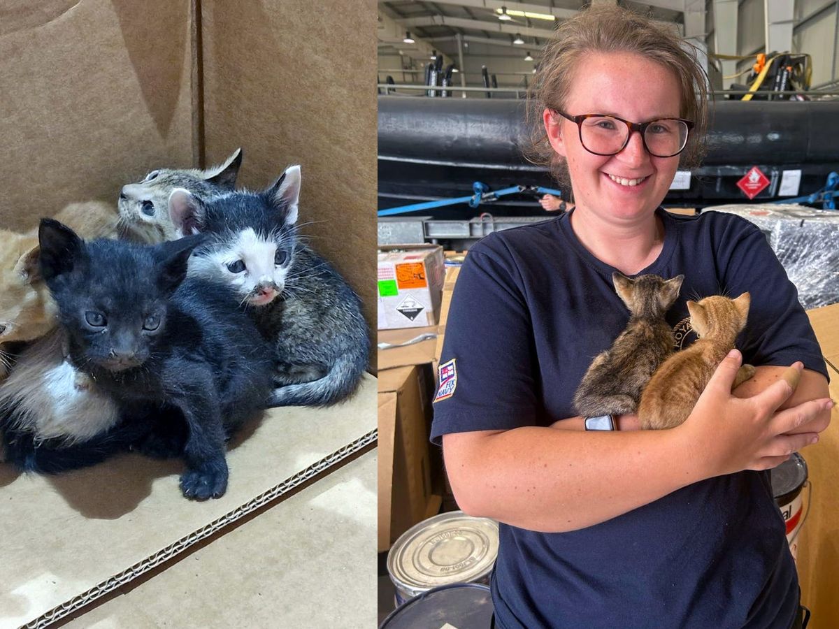 Royal Navy sailors show ‘incredible empathy’ to save four kittens in Bahrain