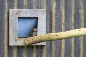 The mini monkeys poking their heads out into their outdoor habitat