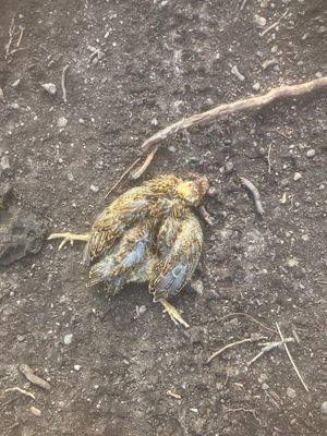 The bird was discovered with tyre marks on its body.