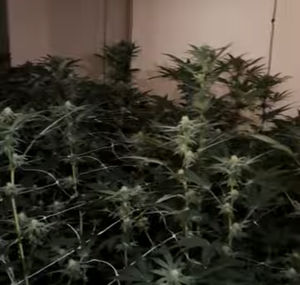 Electricity had also been bypassed in the Sedgley property. Credit: West Midlands Police