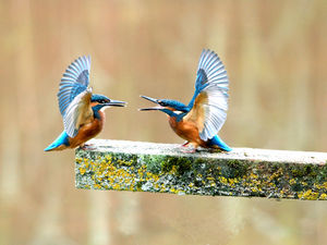 Supporting image for story: Feather in his cap: Don gets a one-in-a-million picture