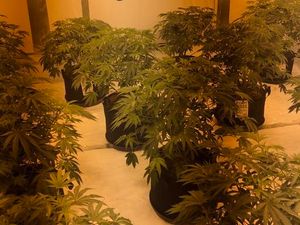Supporting image for story: Arrest made as police seize £50k of cannabis in Walsall raid