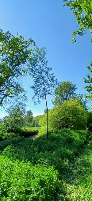 The next generation of cricket bat willows growing in Soulton Wood, which will be harvested years into the future