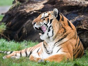 Supporting image for story: 20% of wildlife species are traded globally, study finds