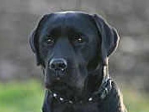 Supporting image for story: Questions on animal welfare