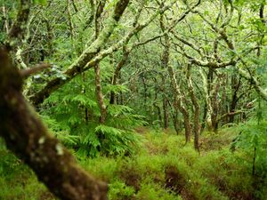 Supporting image for story: Britain’s rainforests home to wildlife from giant slugs to white-tailed eagles