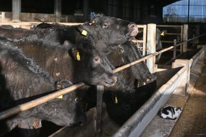 Windford Wagyu, near Newport