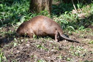 Wyre Forest Beaver 