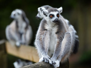 Supporting image for story: Father banned for picking up lemur, goat and giant rabbit at Dudley Zoo