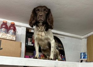 Police dog Griff helped to uncover the mammoth haul