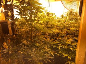Supporting image for story: 300 cannabis plants found inside Black Country house
